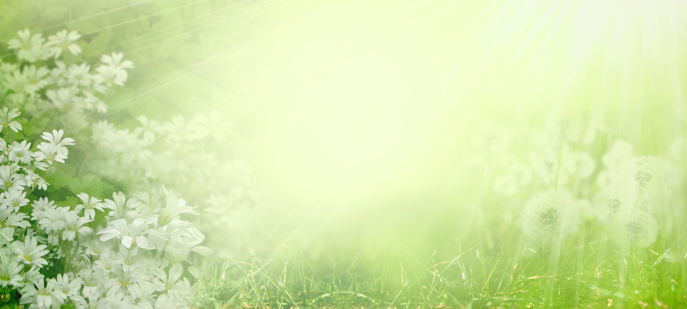 Blurred spring  background